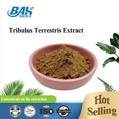 Bester Preis Natürliches Tribulus Terrestris-Extraktpulver