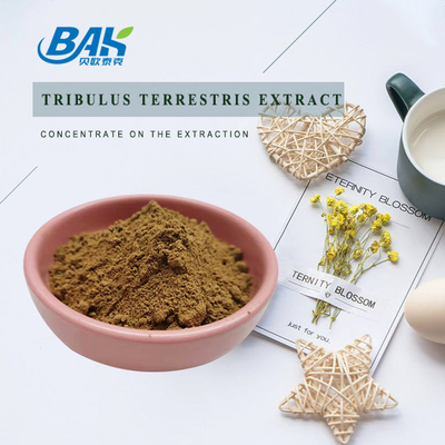 Bester Preis Natürliches Tribulus Terrestris-Extraktpulver