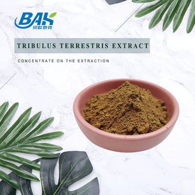 Bester Preis Natürliches Tribulus Terrestris-Extraktpulver