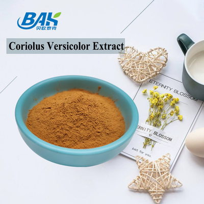 Bio-Coriolus Versicolor Pilzextrakt Ergänzung Braun-gelbes Pulver