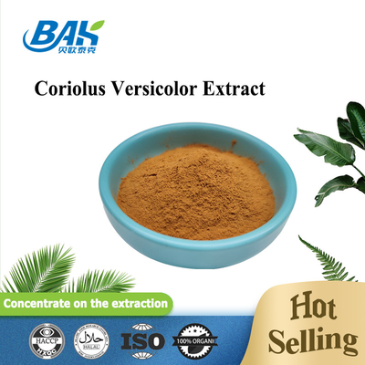Bio-Coriolus Versicolor Pilzextrakt Ergänzung Braun-gelbes Pulver