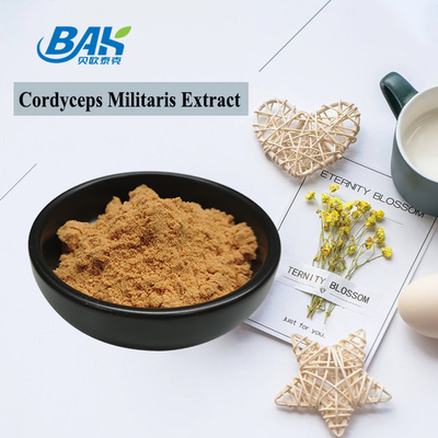 80 bis 120 Mesh Cordyceps Militaris Extraktpulver Fabrik Lieferung