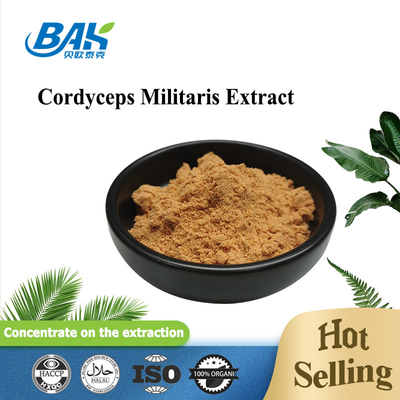 80 bis 120 Mesh Cordyceps Militaris Extraktpulver Fabrik Lieferung