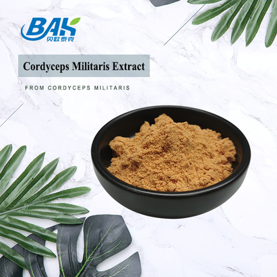 80 bis 120 Mesh Cordyceps Militaris Extraktpulver Fabrik Lieferung