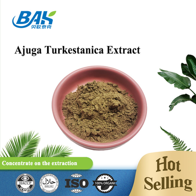 Ajuga Turkestanica-Auszug 2%-20%