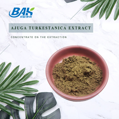 Ajuga Turkestanica-Auszug 2%-20%