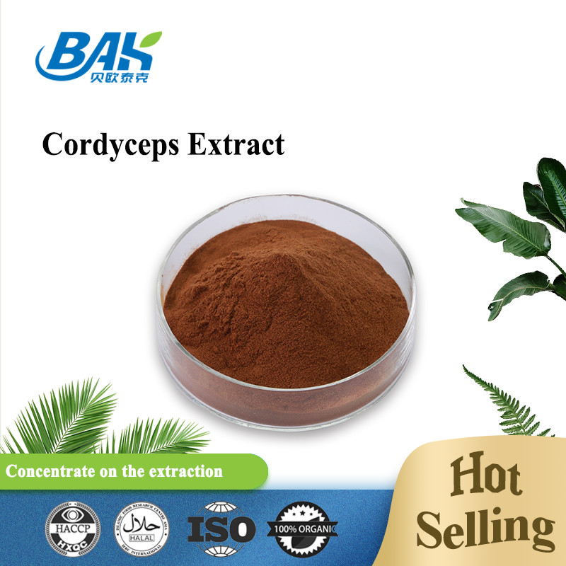 Cordycepin 5 % 10 % 20 % Nahrungsergänzungsmittel für Männer, Cordyceps-Extrakt, braunes Pulver